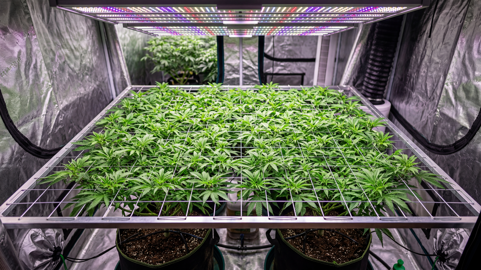 SCROG-Aufbau Querschnitt: Topf mit Pflanze, horizontales Netz, Triebe werden durch Netz geführt, Licht von oben