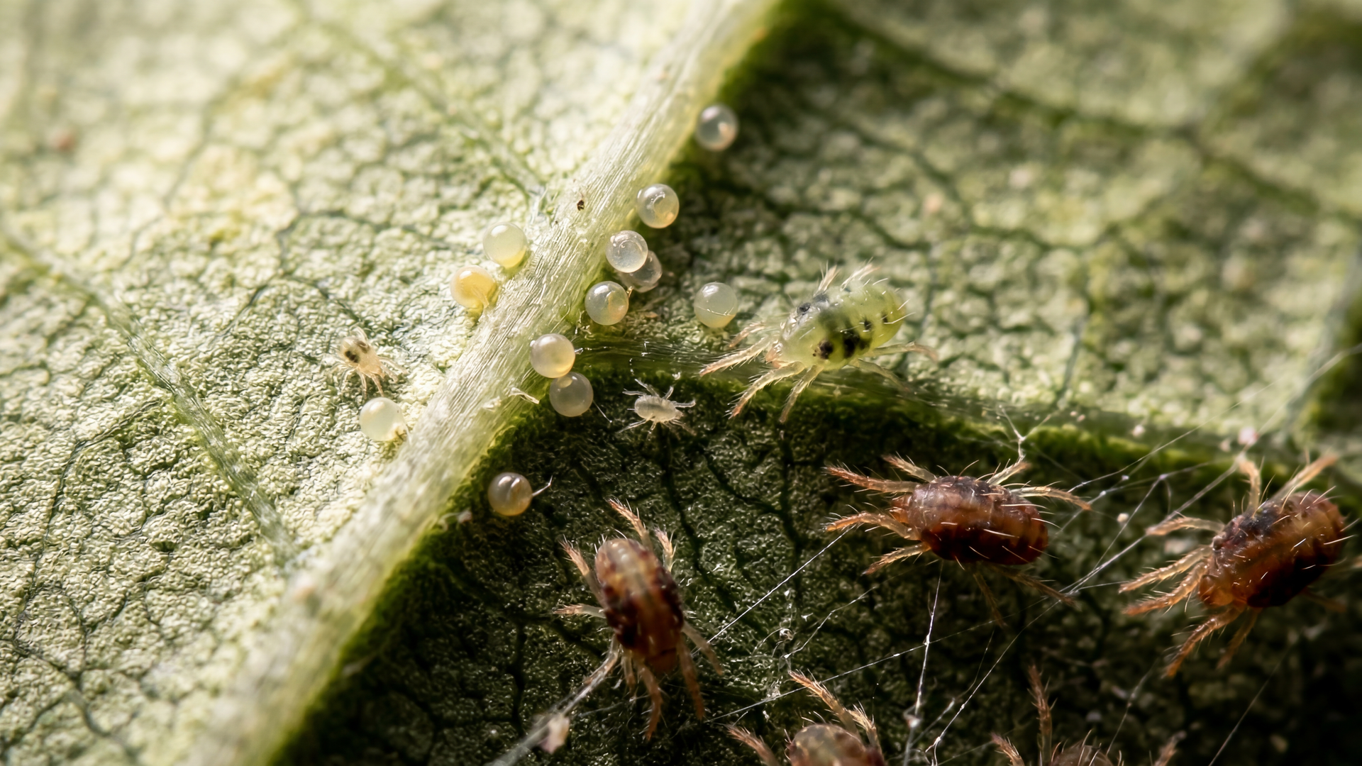 Spider mite lifecycle: egg, larva, nymph, adult with temperature specifications